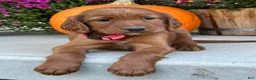 Irish Setter dogs for sale: Sadie - Ad 8