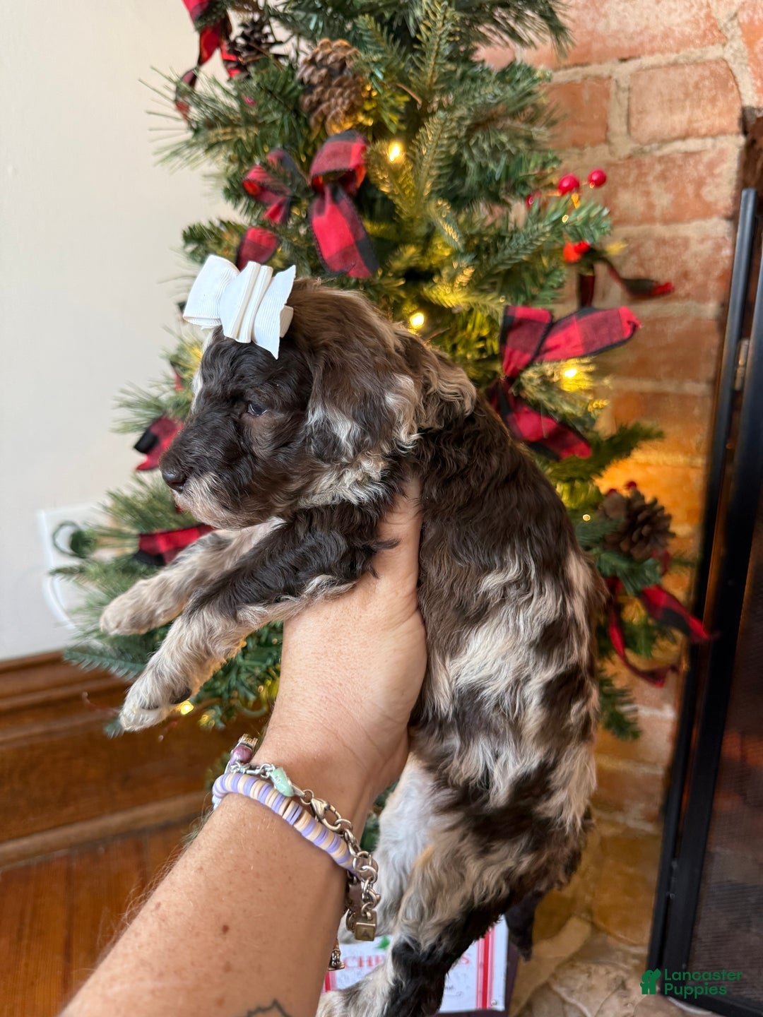 Mixed Breed dogs for sale: Penny - Ad 5