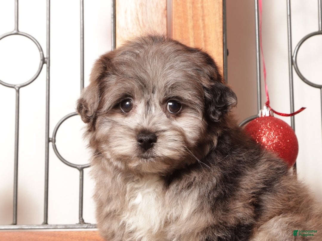 Pomapoo dogs for sale: Violet - Ad 4