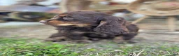 Cocker Spaniel dogs for sale: Harry - Ad 5