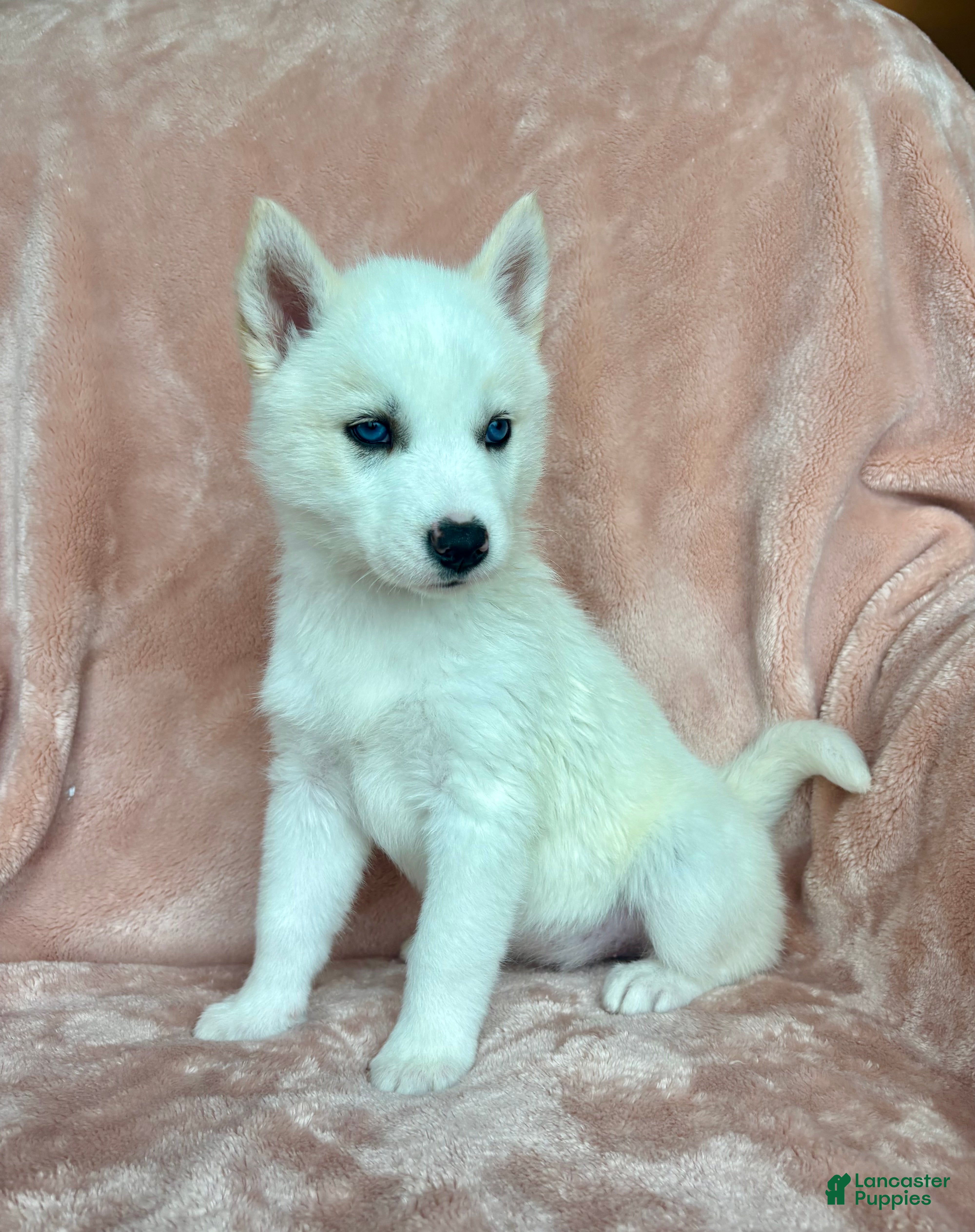 Siberian Husky dogs Sutton - Ad 30