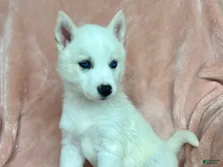 Siberian Husky dogs Sutton - Ad 30