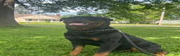 Rottweiler dogs for sale: Rottweiler 4 - Ad 6