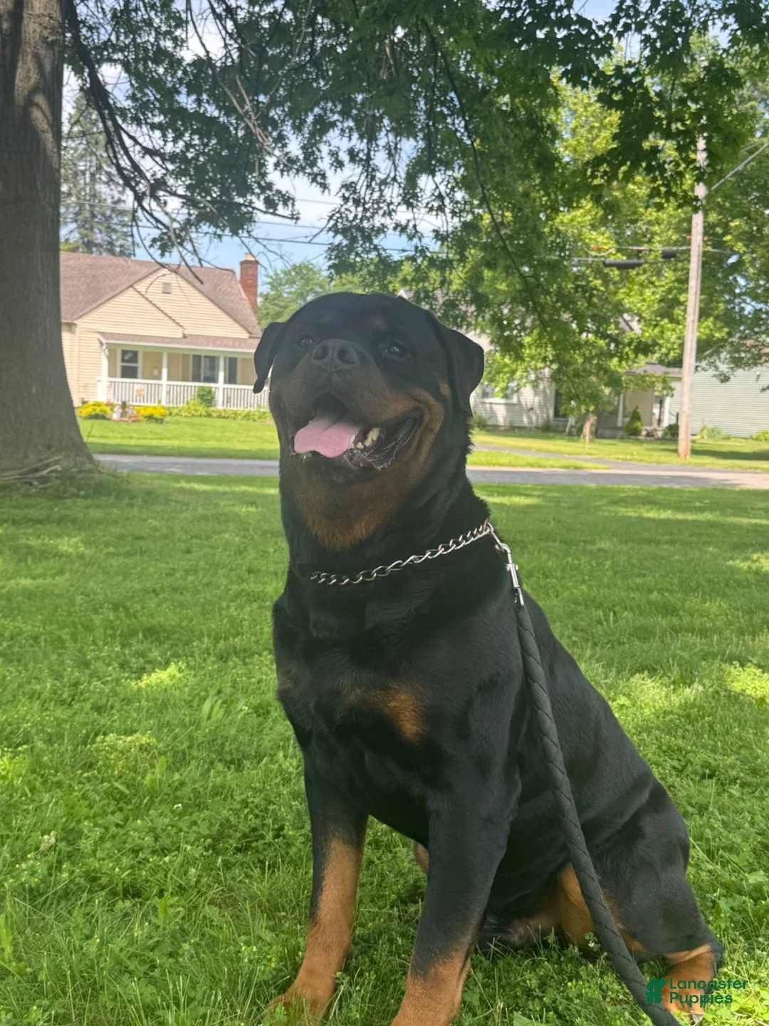 Rottweiler dogs for sale: Rottweiler 4 - Ad 6