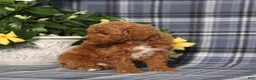 Miniature Poodle dogs for sale: Nike - Ad 3