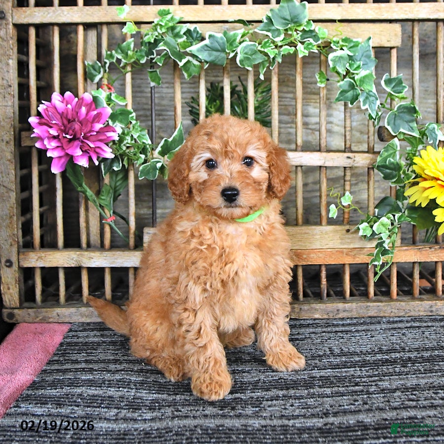 Mini Goldendoodle dogs Martina - Ad 1
