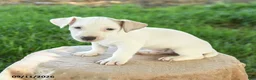 Jack Russell Terrier dogs for sale: Patch  - Ad 3