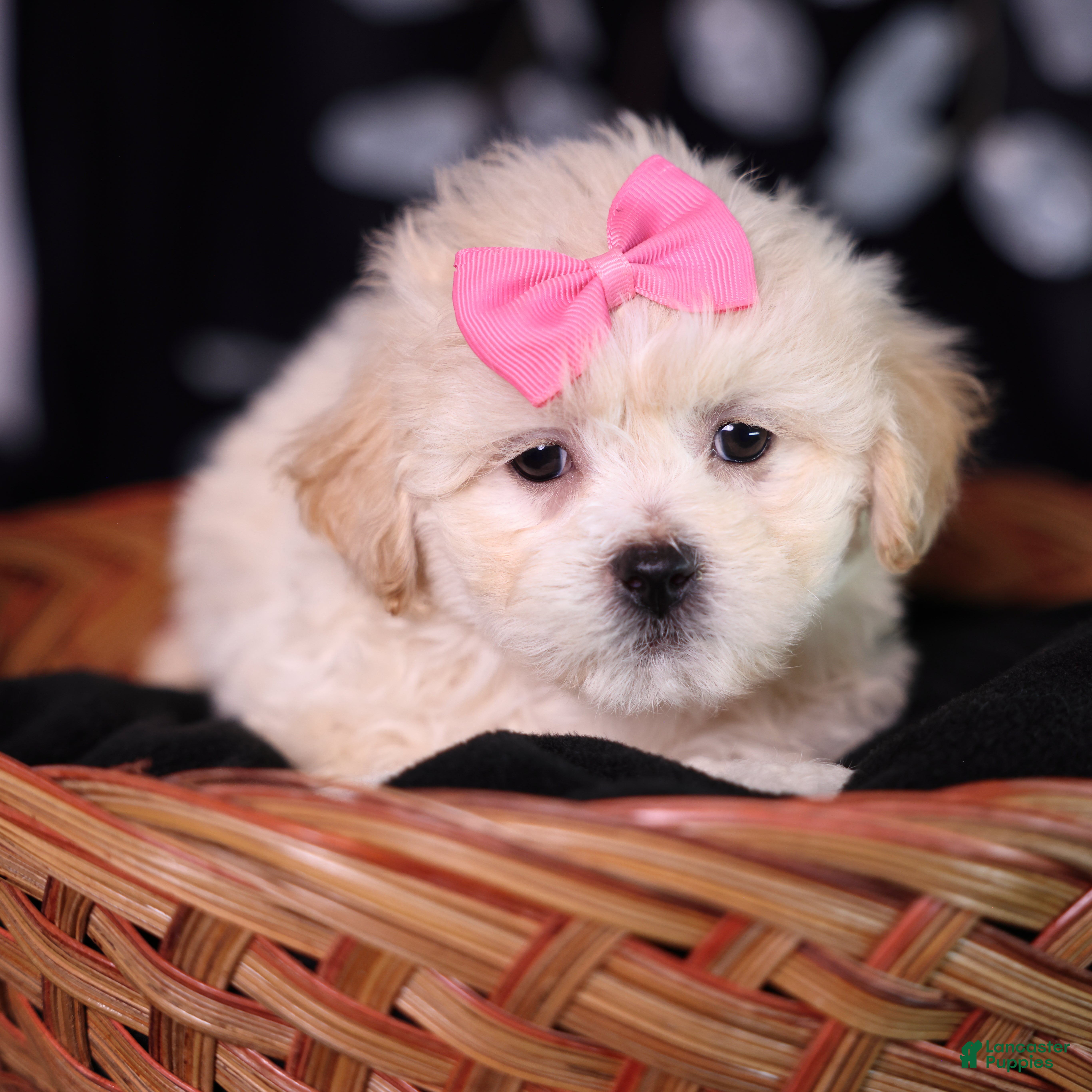 Teddy Bear dogs Constance - Ad 2