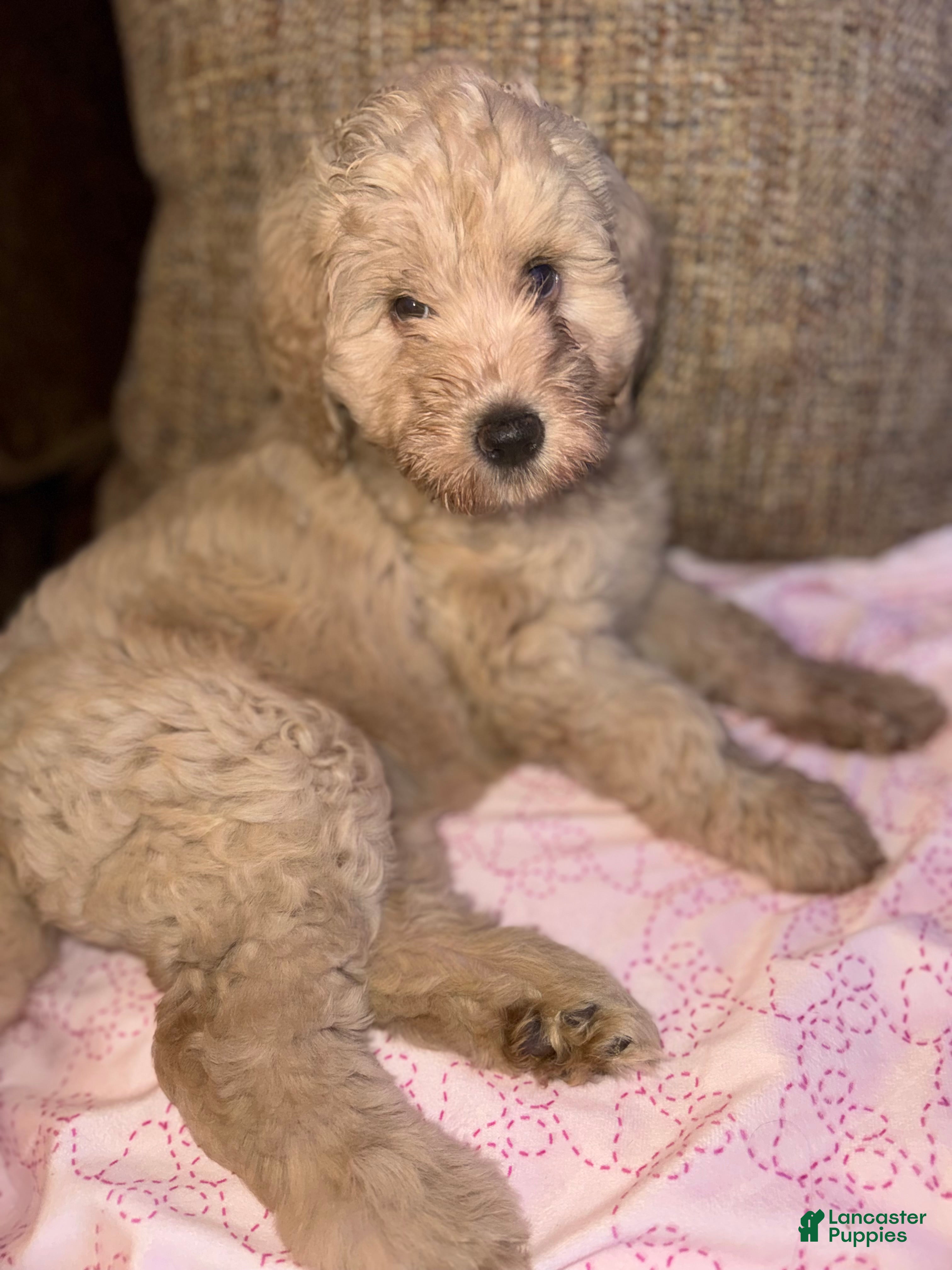 Labradoodle dogs Labradoodle 1 - Ad 42