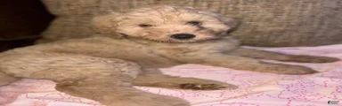 Labradoodle 1