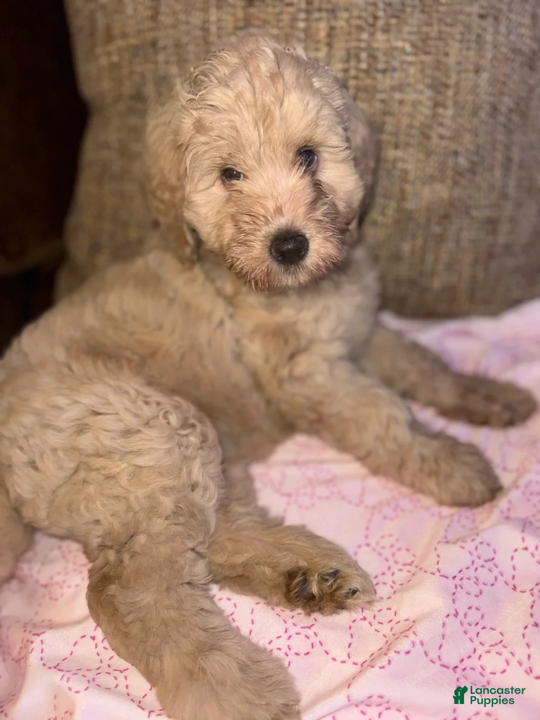 Labradoodle dogs for sale: Labradoodle 1 - Ad 1