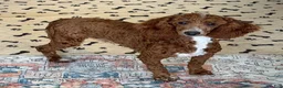 Miniature Poodle dogs for sale: Travis - Ad 3