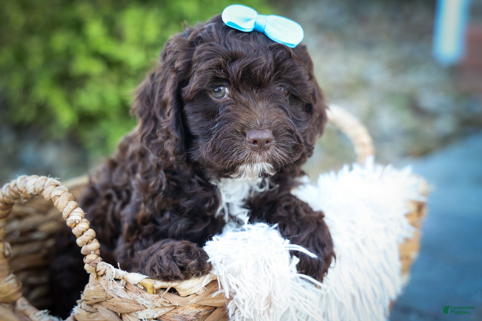 Cavapoo dogs COCOA - Ad 1