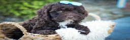 Cavapoo dogs for sale: COCOA - Ad 1