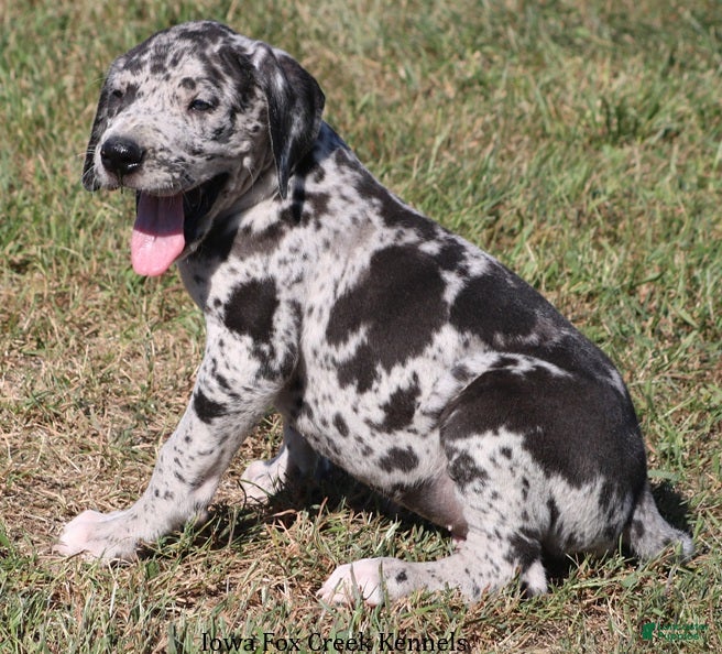 Great Dane dogs Samson - Ad 2