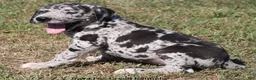 Great Dane dogs for sale: Samson - Ad 2