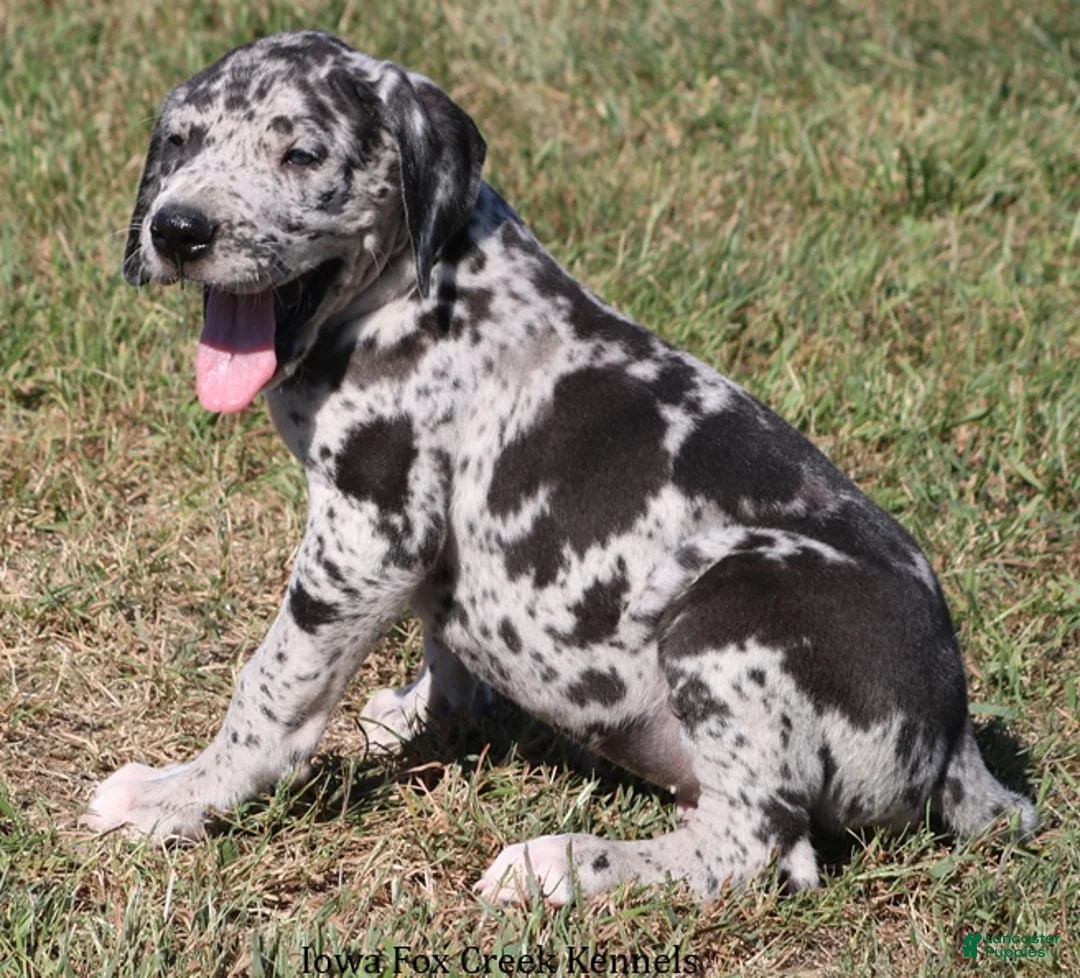 Great Dane dogs for sale: Samson - Ad 2