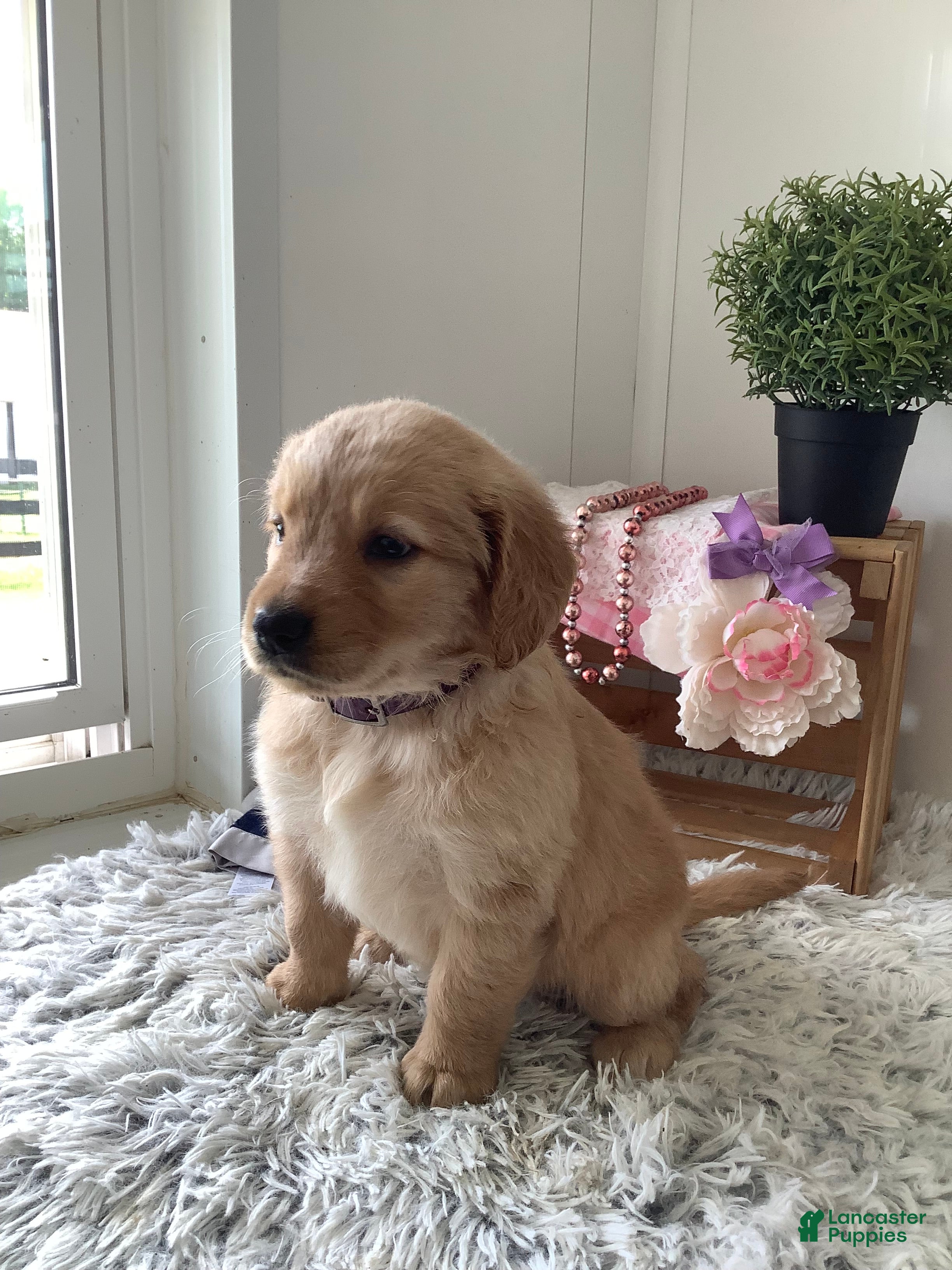 Golden Retriever dogs for sale: Golden Retriever. Cora - Ad 4