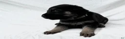 German Shepherd dogs for sale: Shadow - Ad 7