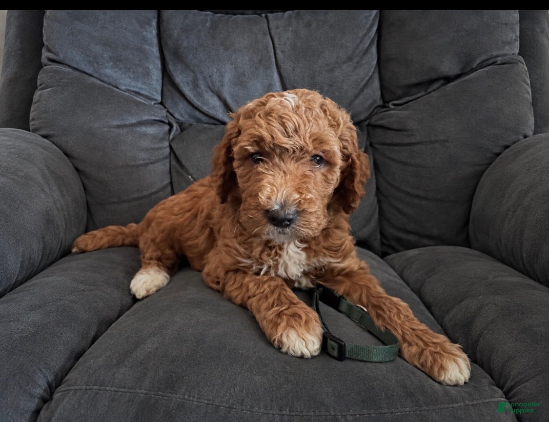 Mini Goldendoodle dogs Green collar - Ad 2