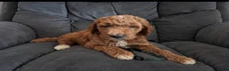 Mini Goldendoodle dogs for sale: Green collar - Ad 5