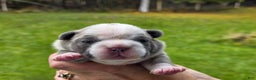French Bulldog dogs for sale: ❄️ Ana – Blue Panda Husky-Pattern French Bulldog - Ad 1