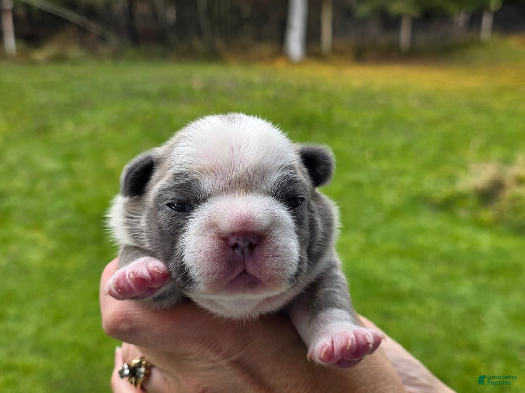 French Bulldog dogs for sale: ❄️ Ana – Blue Panda Husky-Pattern French Bulldog - Ad 1