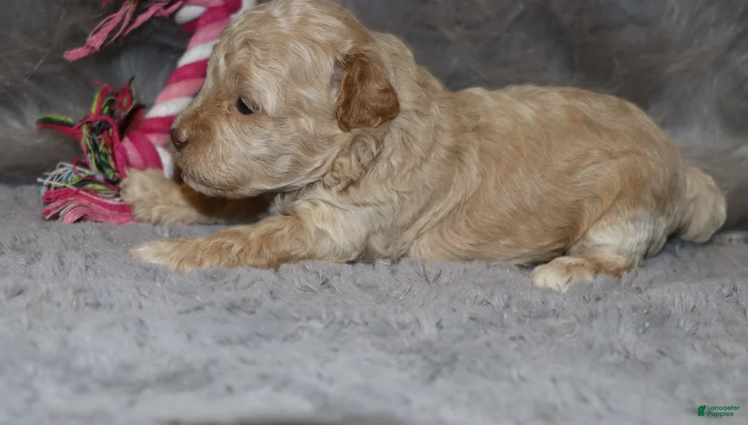 Havapoo dogs for sale: Apple Toy Size👨‍👨‍👦‍👦💞🐕 - Ad 17