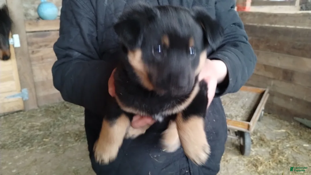 Mixed Breed dogs for sale: Cricket - Ad 1
