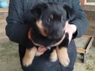 Mixed Breed dogs Cricket - Ad 35