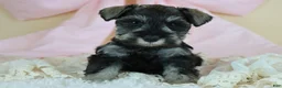 Miniature Schnauzer dogs for sale: Rayne | Miniature Schnauzer - Ad 9