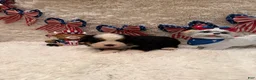 Bernese Mountain Dog dogs for sale: Dean - Ad 22
