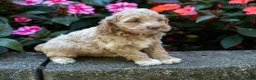 Cockapoo dogs for sale: Ginger - Ad 3