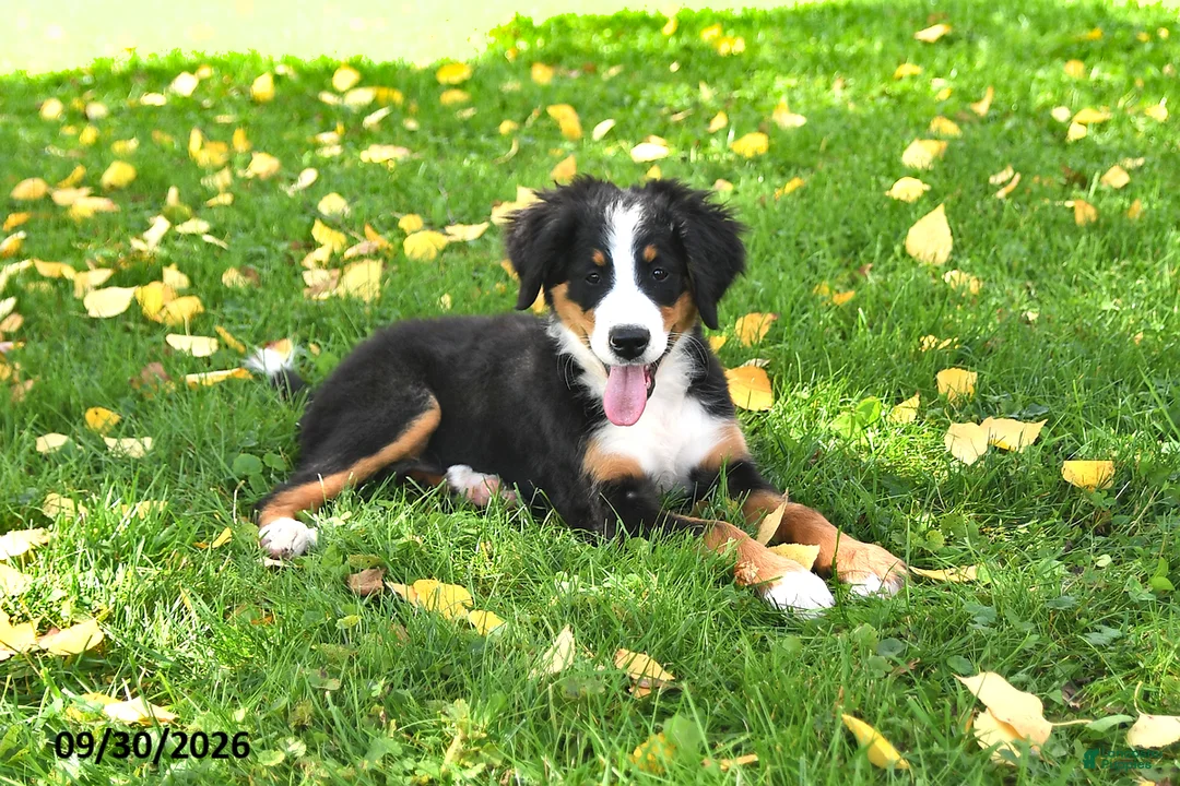 Bernese Mountain Dog dogs for sale: CeCe - Ad 2