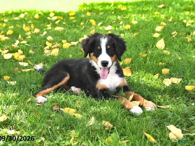 Bernese Mountain Dog dogs for sale: CeCe - Ad 2