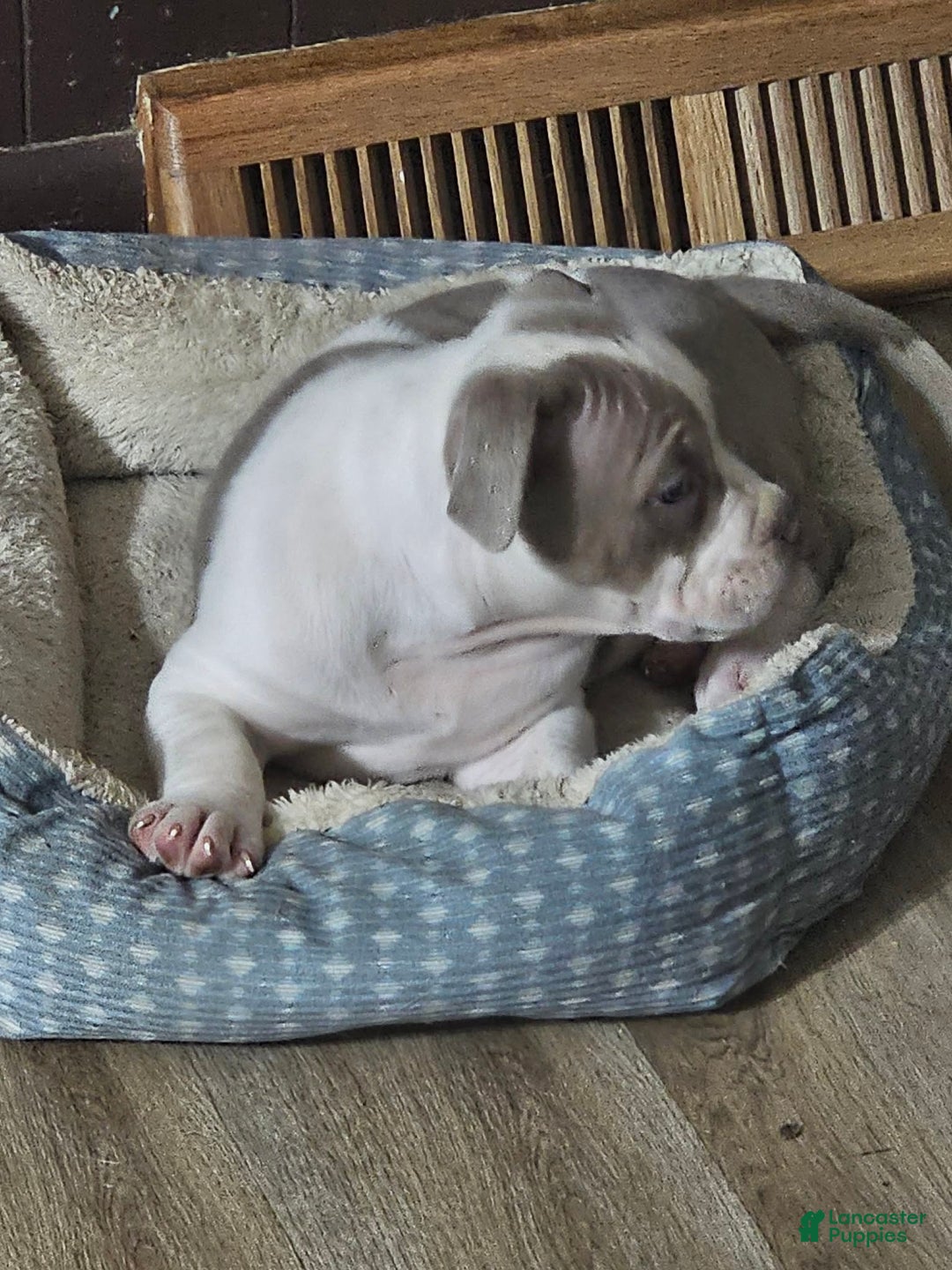 American Bully dogs for sale: Bruiser - Lilac Pied - Ad 4