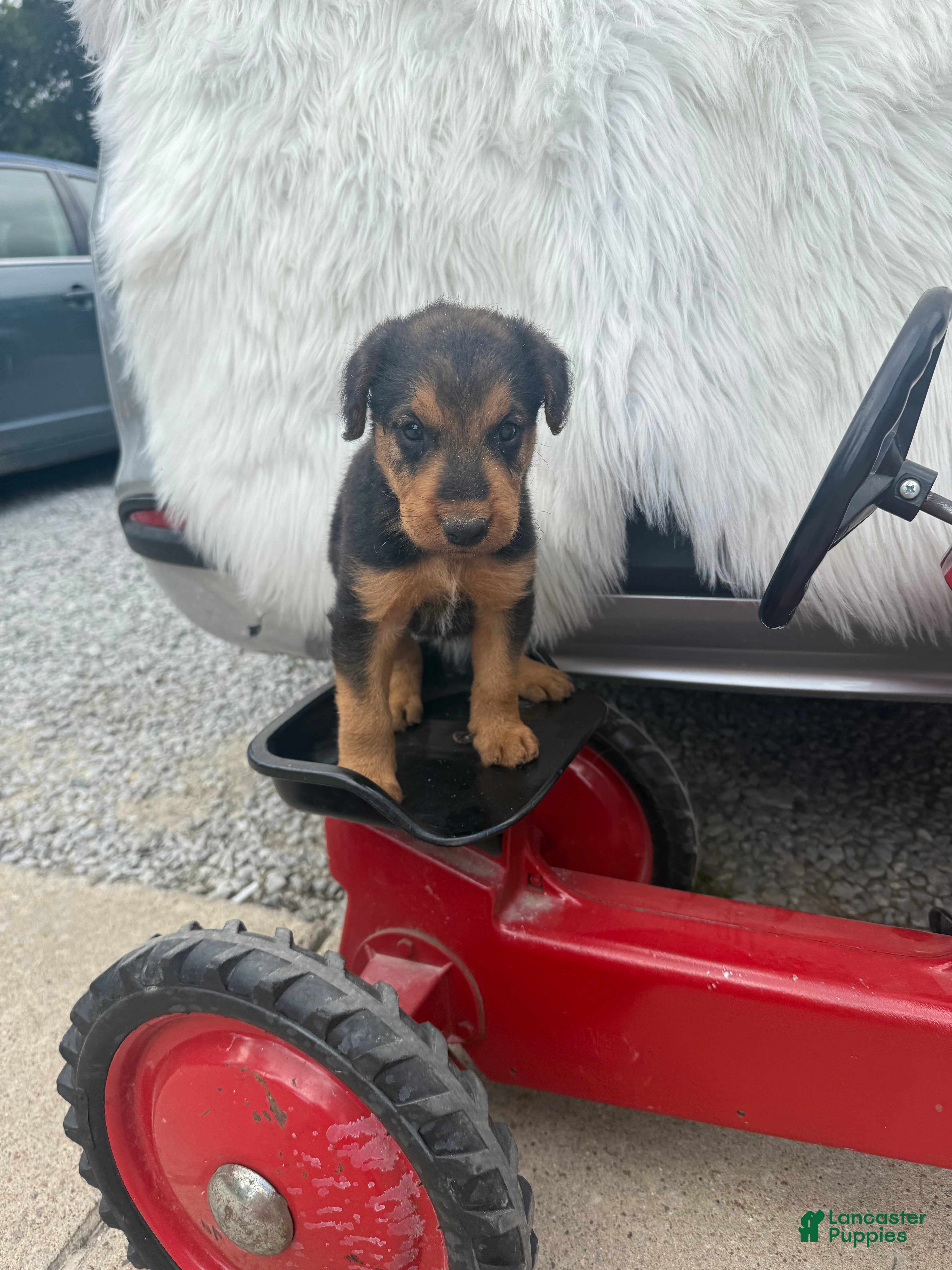 Airedale Terrier dogs AKC Zander Special Needs  - Ad 2