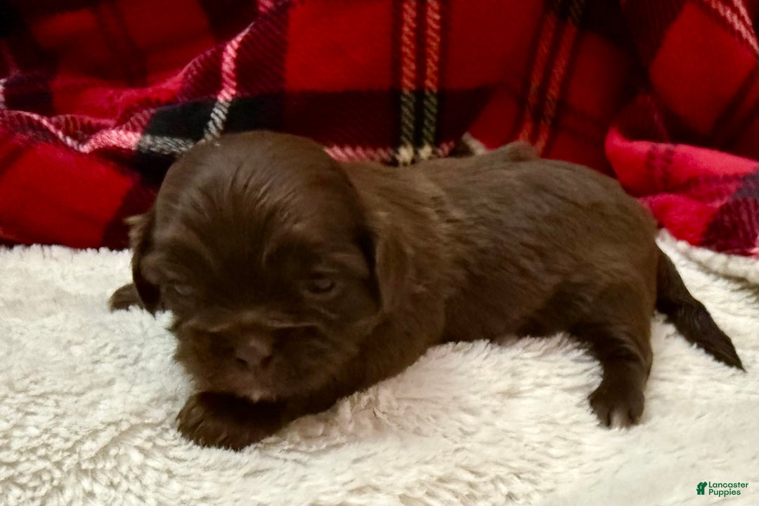 Shihpoo dogs for sale: Mila - Ad 9