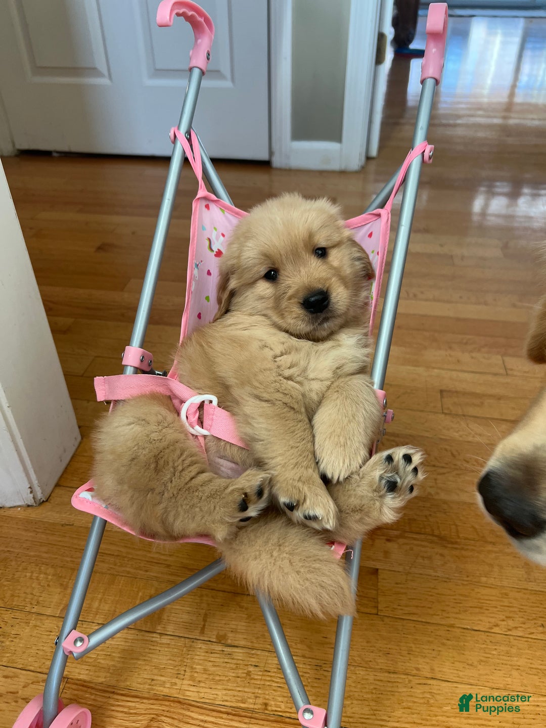 Golden Retriever dogs for sale: Golden Retriever Puppy orange  - Ad 13