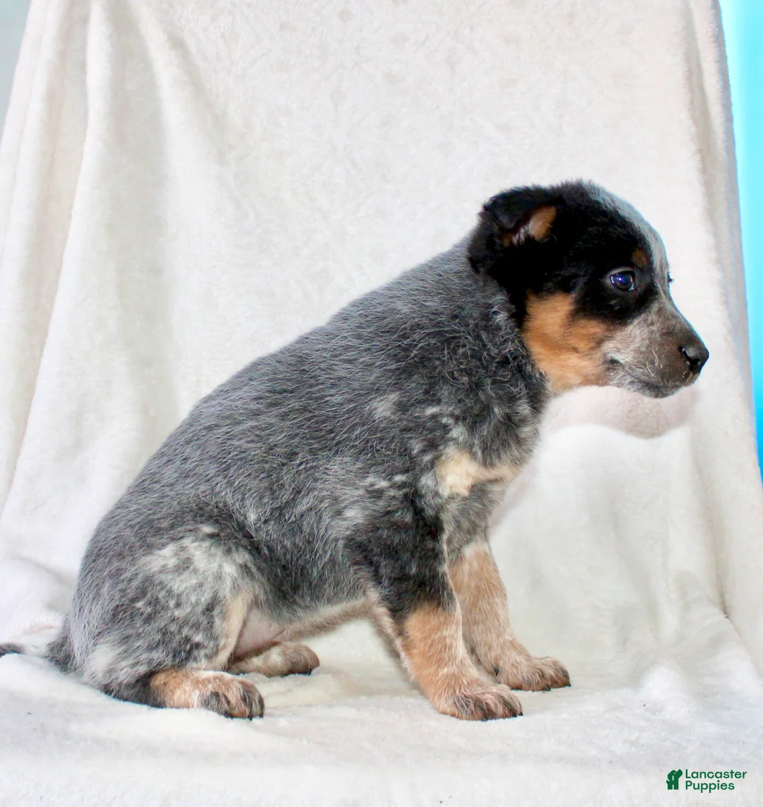 Australian Cattle Dog dogs for sale: Roxy  - Ad 5