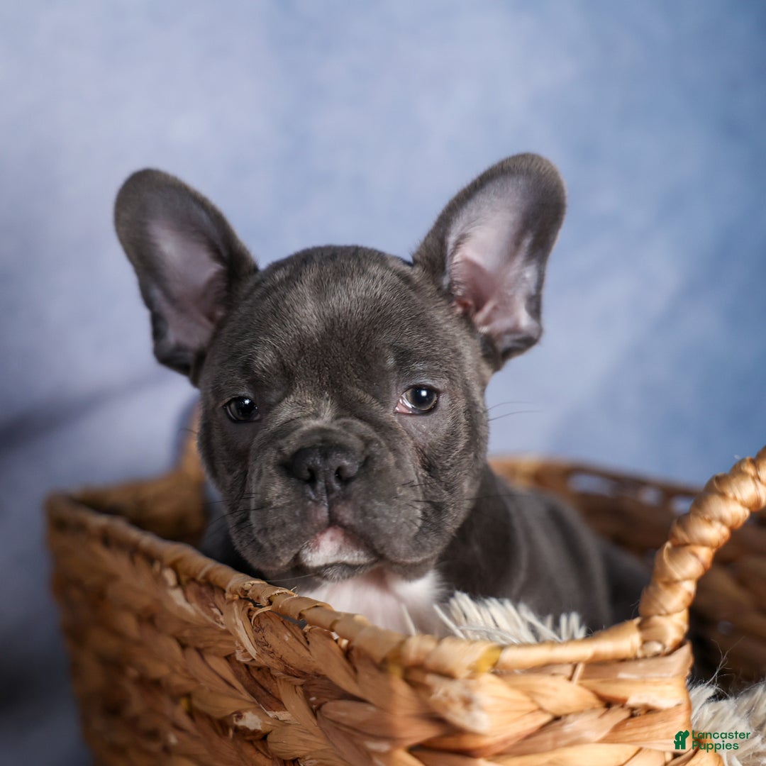 Frenchton dogs for sale: NOAH - Ad 11
