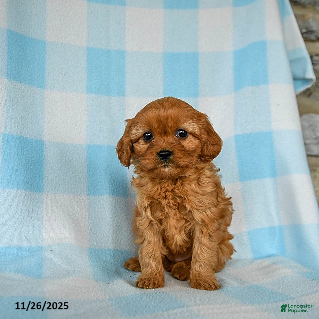 Cavapoo dogs for sale: Snickerdoodle - Ad 2