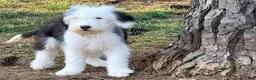 Old English Sheepdog dogs for sale: GUS  - Ad 12