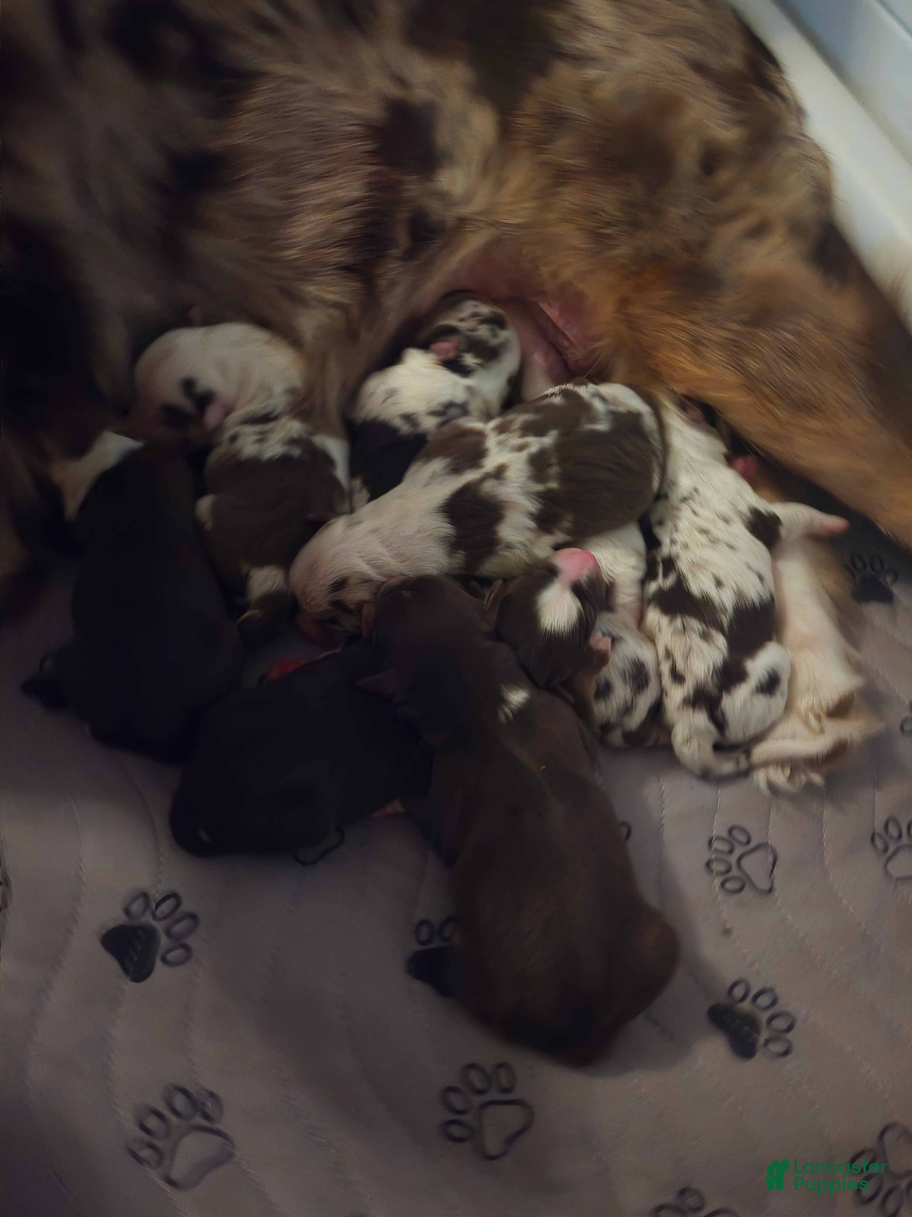 Australian Shepherd dogs Australian Shepherd 4 - Ad 19