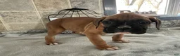 Boxer dogs for sale: Lewis - Ad 2