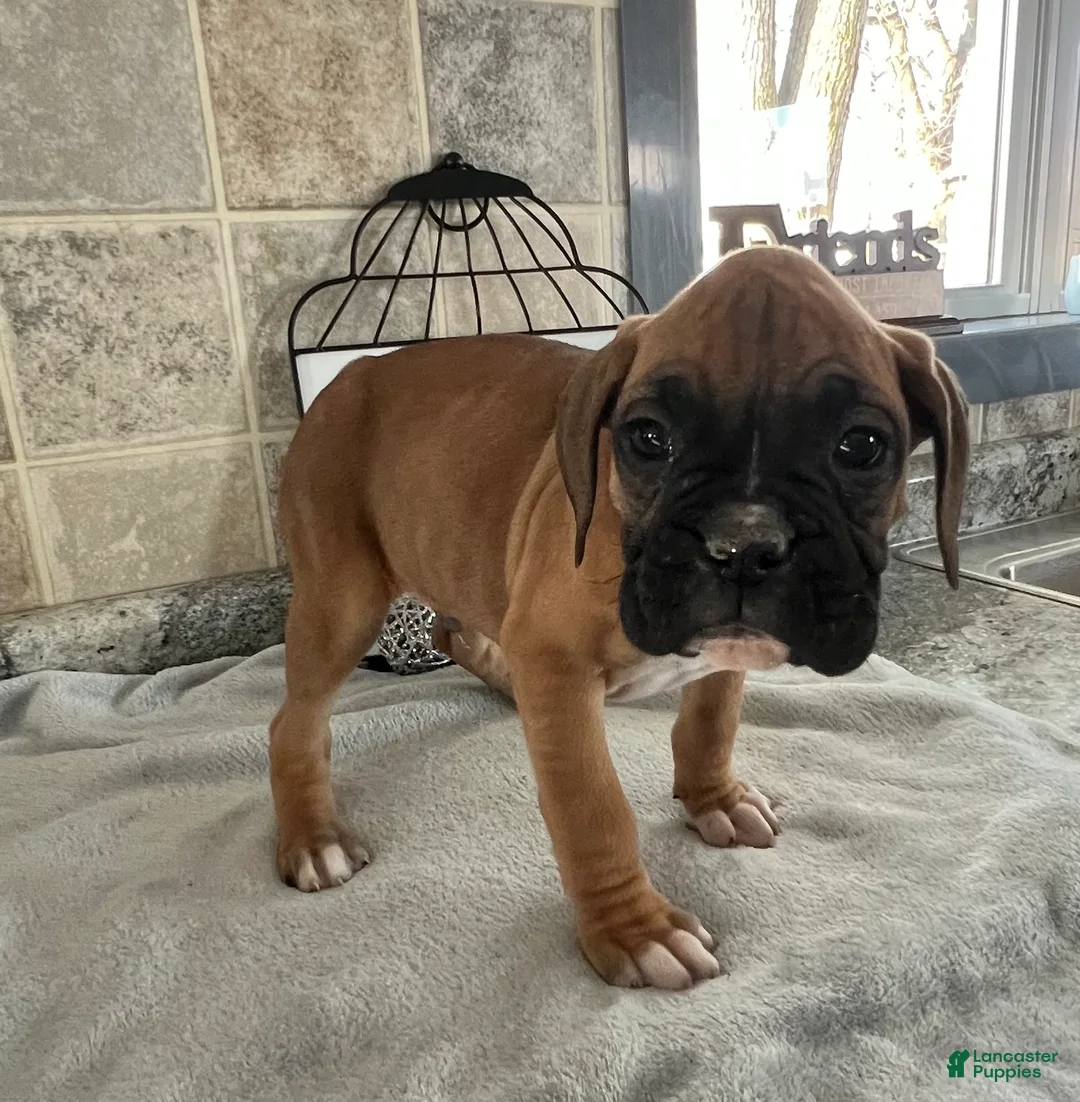 Boxer dogs for sale: Lewis - Ad 2
