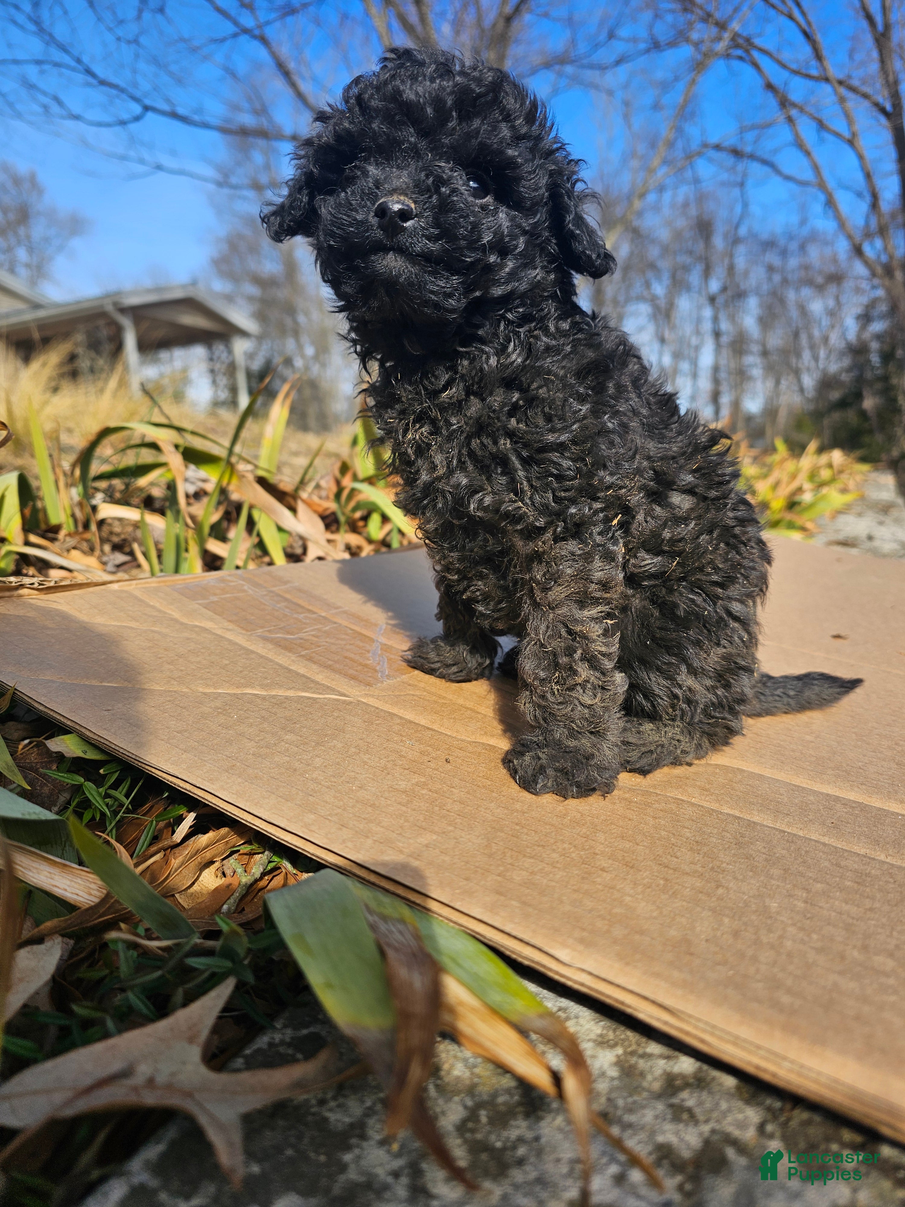 Toy Poodle dogs Angela  - Ad 2