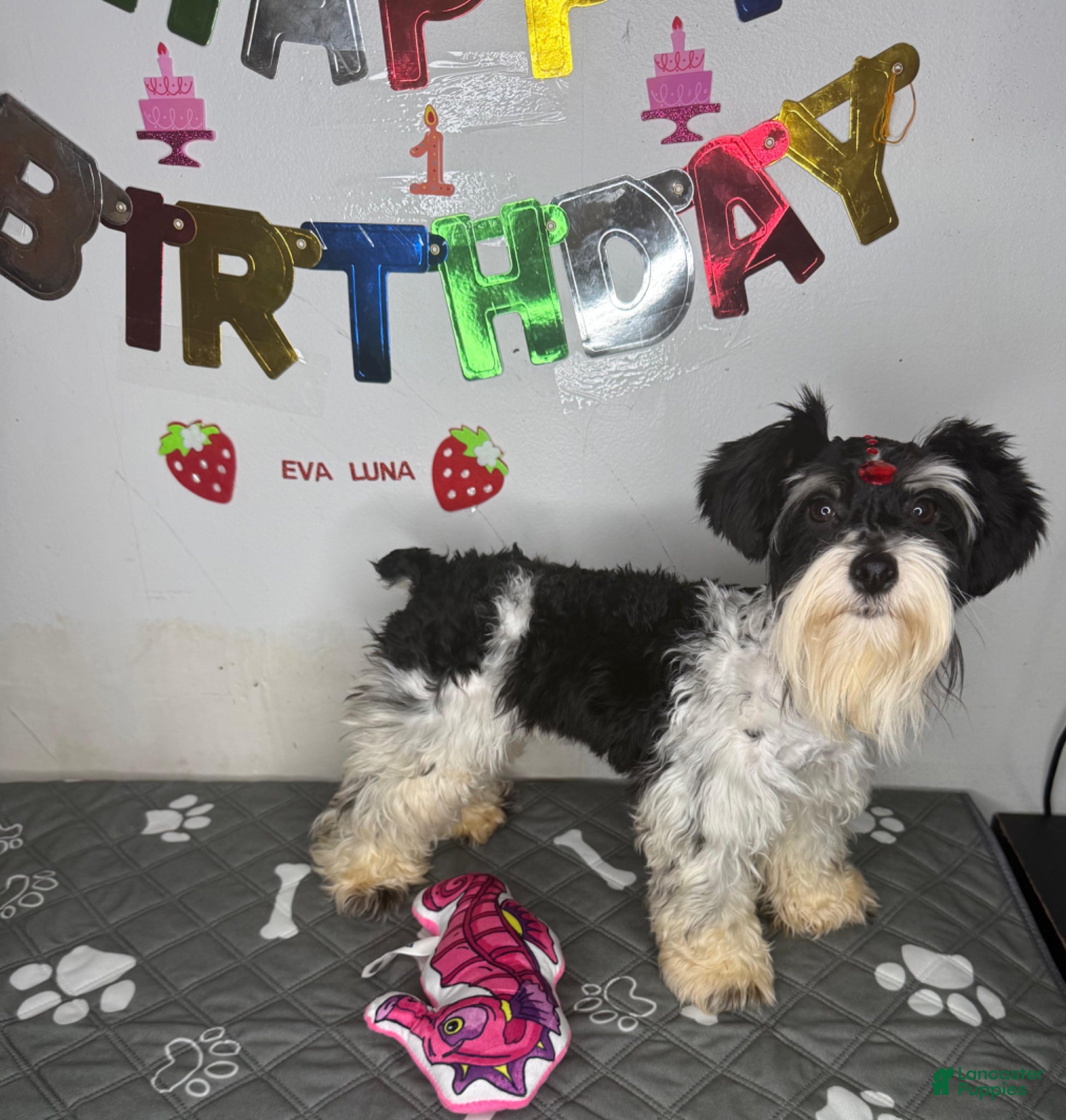 Miniature Schnauzer dogs for sale: Ariel  - Ad 2