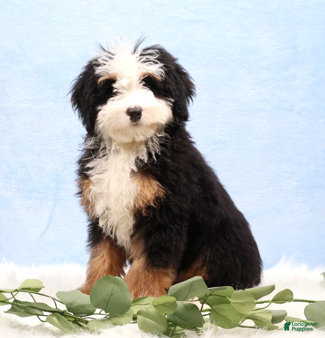 Mini Bernedoodle dogs for sale: Dawson - Ad 1