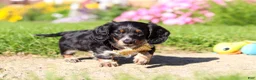 Dachshund dogs for sale: Daisy - Ad 2